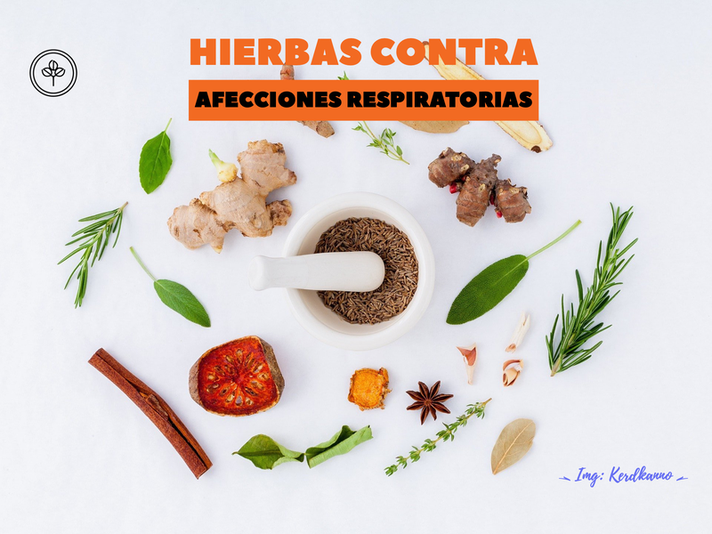 Hierbas que le permiten combatir virus e infecciones respiratorias