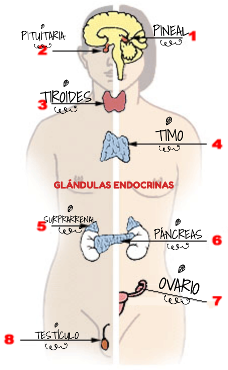 HORMONAS: sus funciones y de qué desequilibrios cuidarse