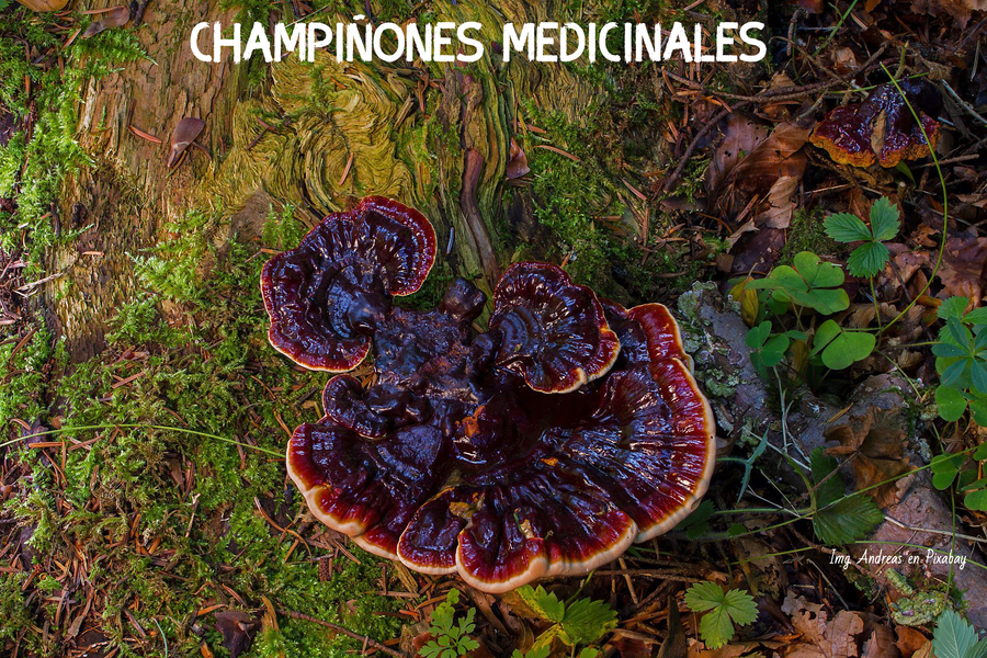 Champiñones medicinales