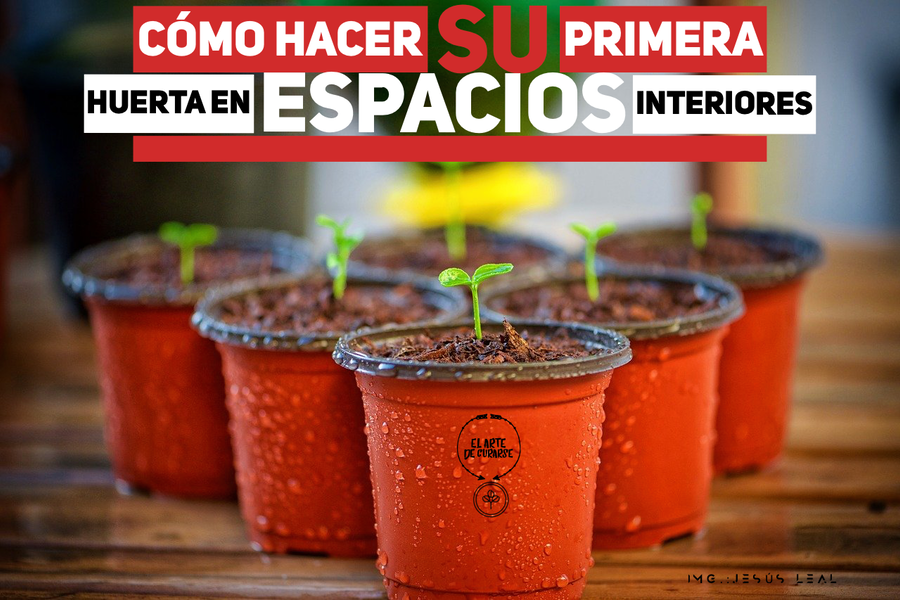 Cómo empezar su primera huerta en espacios interiores