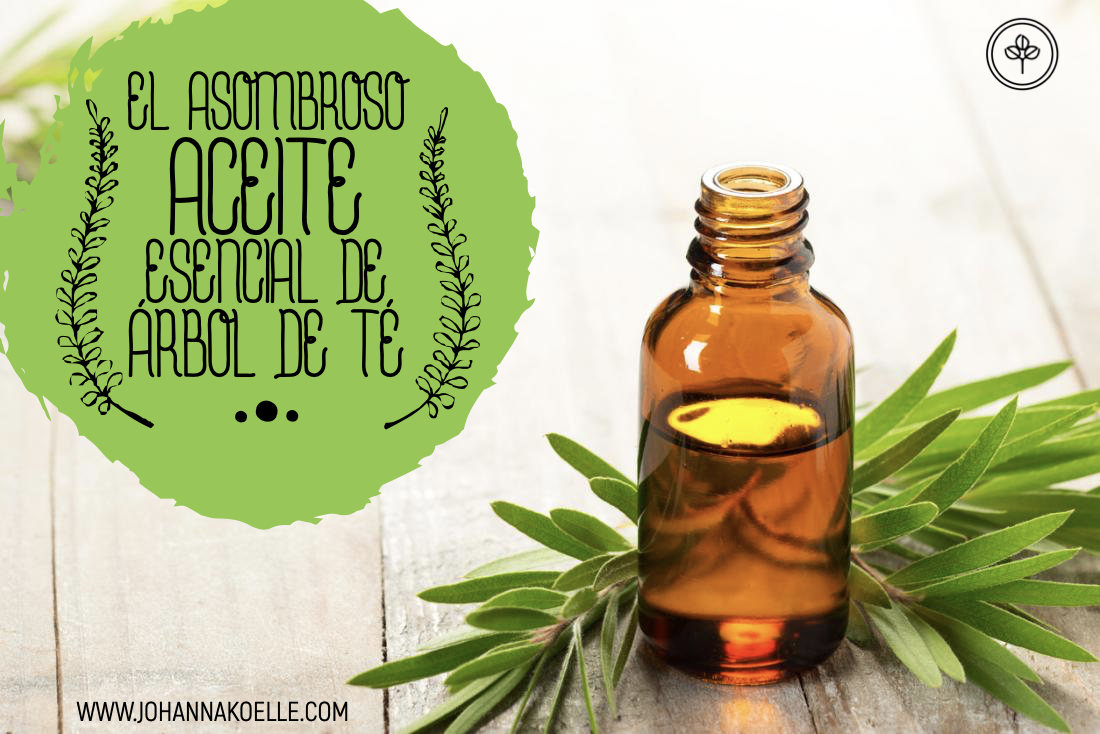 El asombroso aceite de árbol de té, sus beneficios y sus aplicaciones